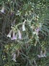 Eremophila oppositifolia