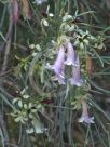 Eremophila oppositifolia