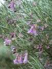 Eremophila oppositifolia