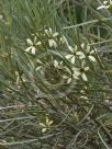 Eremophila oppositifolia