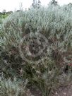 Eremophila oppositifolia