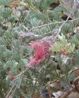 Grevillea thyrsoides thyrsoides