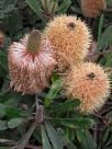 Banksia serrata Pygmy Possum