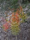 Grevillea Autumn Waterfall