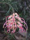 Grevillea semperflorens