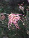 Grevillea semperflorens