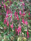 Fuchsia magellanica Gracilis