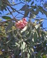 Eucalyptus sideroxylon Rosea