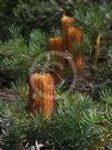 Banksia spinulosa spinulosa Cherry Candles