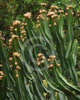 Euphorbia ingens