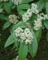 Cotoneaster watereri Vicarii