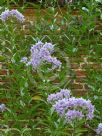 Solanum crispum Glasnevin