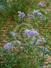 Solanum crispum Glasnevin