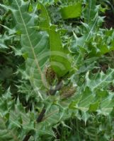 Acanthus sennii