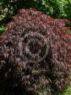 Acer palmatum (Dissectum Atropurpureum Group) Crimson Queen