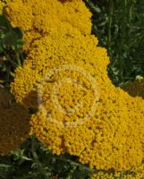 Achillea Coronation Gold