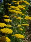 Achillea Coronation Gold