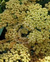 Achillea Inca Gold