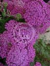 Achillea millefolium Dark Lilac Beauty