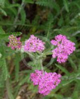 Achillea millefolium Lilac Beauty