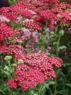 Achillea millefolium Red Velvet