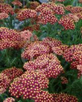 Achillea Paprika