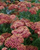 Achillea Paprika