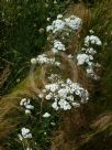 Achillea ptarmica (The Pearl Group) The Pearl