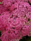 Achillea Saucy Seduction