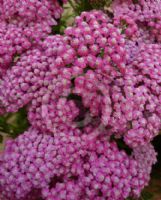 Achillea Summerwine