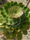 Aeonium undulatum