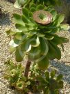 Aeonium undulatum