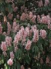 Aesculus indica Sydney Pearce