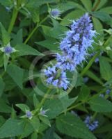 Agastache Blue Fortune