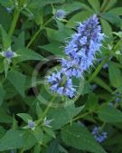 Agastache Blue Fortune