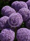 Allium Globemaster