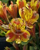 Alstroemeria Inca Exotica