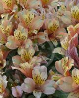 Alstroemeria Inca Ice