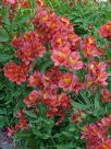 Alstroemeria Princess Grace