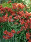 Alstroemeria Princess Grace