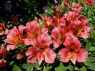 Alstroemeria Roselind