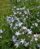 Amsonia orientalis