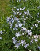 Amsonia orientalis