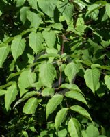 Aralia bipinnata