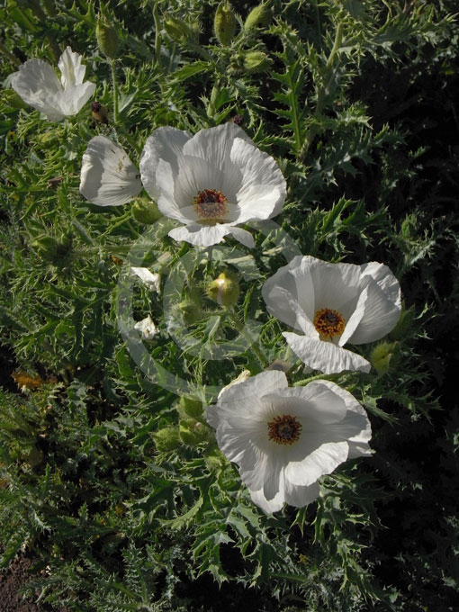 Argemone Platyceras Crested Poppy Rough Prickly Poppy Chicalote 