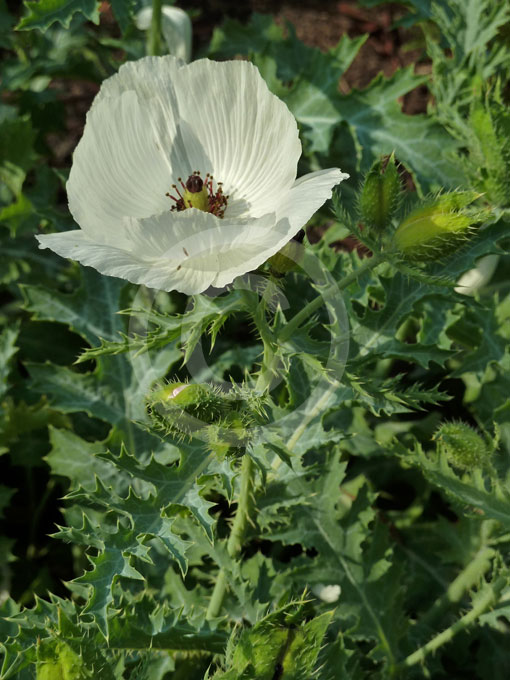 Argemone Platyceras Crested Poppy Rough Prickly Poppy Chicalote 