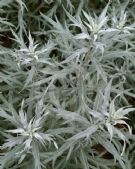 Artemisia ludoviciana Valerie Finnis