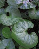 Asarum caulescens