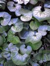 Asarum caulescens