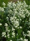 Galium boreale